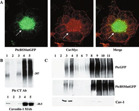 Mutation Of Ptcbs Alters Protein Trafficking And Association With