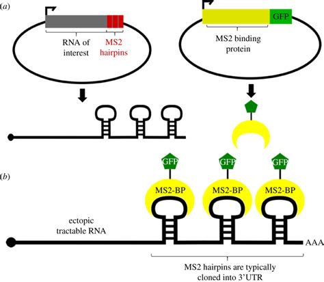 Ms Rna Tagging A Ms Experiments Require Generation Of Two