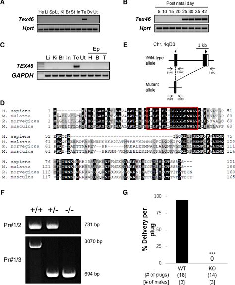 Figure 1 From Tex46 Knockout Male Mice Are Sterile Secondary To Sperm