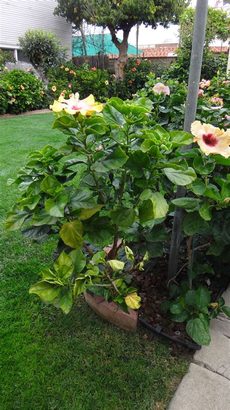 Leaf Wilt Southern California Hibiscus Society