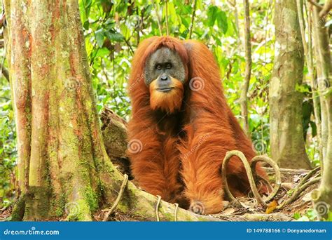 Male Sumatran Orangutan Standing On The Ground In Gunung Leuser