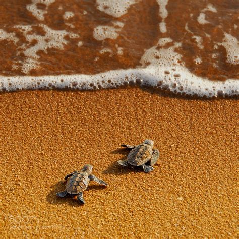 36 Best Cutest Baby Turtles Youll Ever See 500px