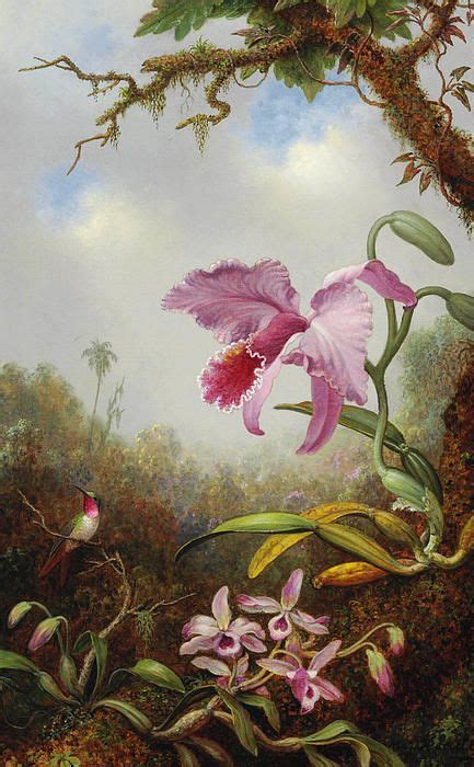 Hummingbird And Two Types Of Orchids By Martin Johnson Heade Martin