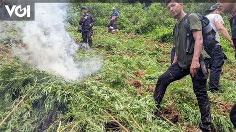 Polda Sumut Musnahkan Hektare Ladang Ganja