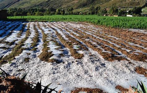 Huancayo Granizada afecta cultivos de primera necesidad Crónica Viva