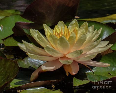 Water Lily Photograph By Christy Garavetto Fine Art America