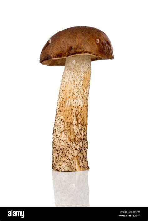 Brown Cap Boletus Mushroom On A White Background Stock Photo Alamy