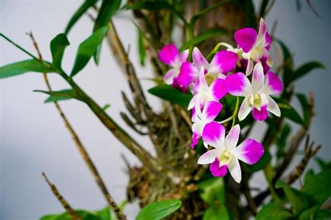 Hermosas flores de orquídeas en el árbol | Foto Premium