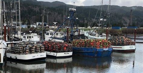 Commercial Dungeness Crab Season Begins Dec 16 From Cape Falcon To