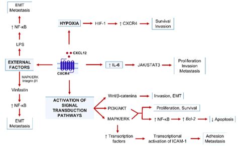 Cxcl12cxcr4 Signaling Pathway Bcl 2 Anti Apoptotic Gene Emt