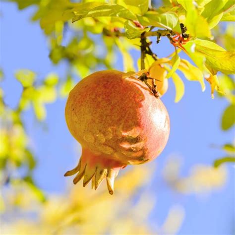 Grenadier Punica Granatum Vente Arbre Et Arbuste Pépinières Naudet