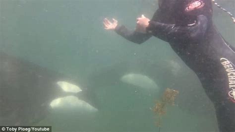 Orcas In New Zealand Swim Up Close With Snorkelers Daily Mail Online