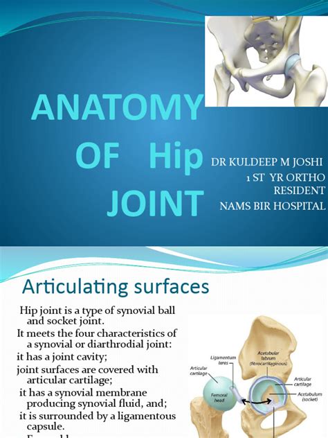 Anatomy of Hip Joint | PDF