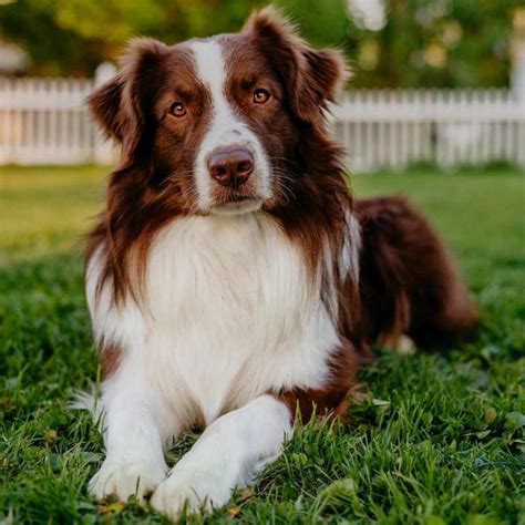 Rare Border Collie Colors And Patterns Which Ones Good