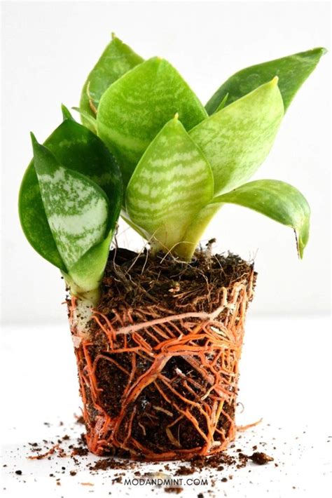 Bird's Nest Snake Plant Care - How to Grow a Sansevieria Hahnii