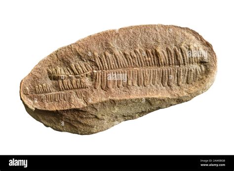 Fossil fern hi-res stock photography and images - Alamy