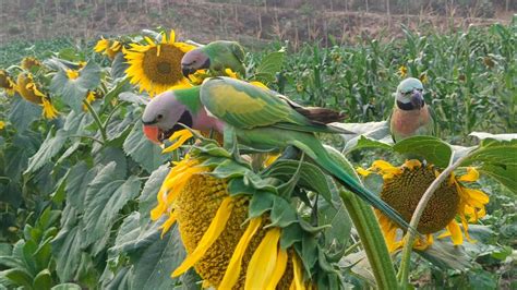 Funny Talking Parrots Eat Sunflower With Parrot Vlog Parrot Point