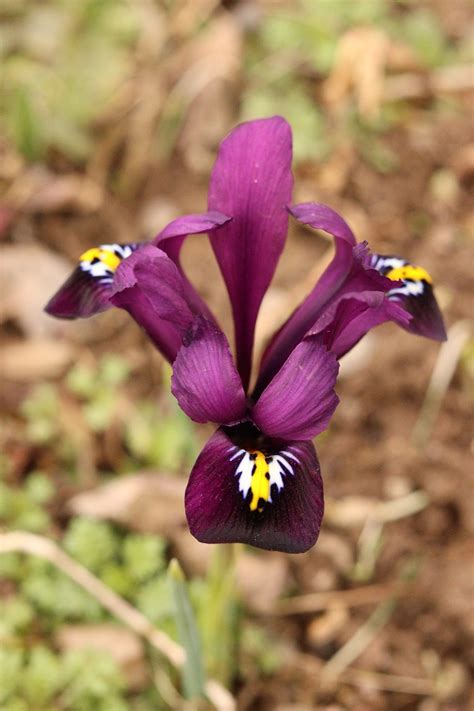 Iris Flor Planta Foto Gratis En Pixabay Pixabay