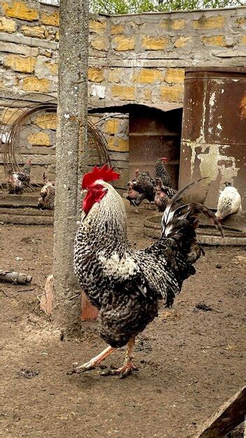 Un Gallo Con Cola Roja Foto Premium