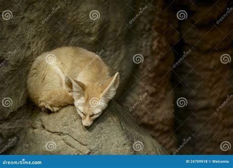 Sleeping Fennec Fox Stock Photo Image Of Shelter Carnivora 24709918