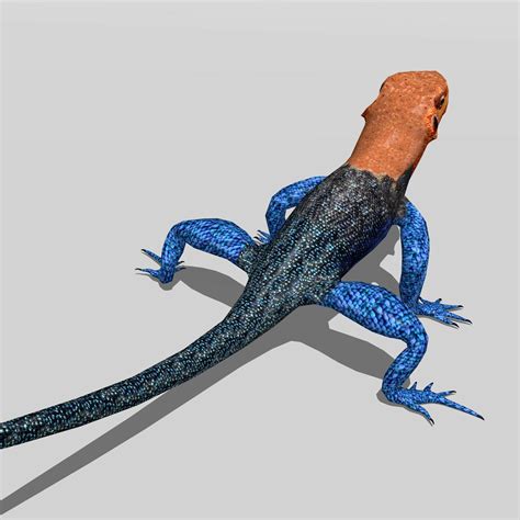 ArtStation - Agama Lizard | Resources