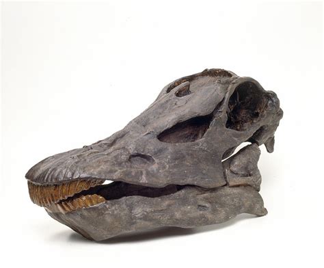 Diplodocus Carnegiei Skull Photograph by Natural History Museum, London