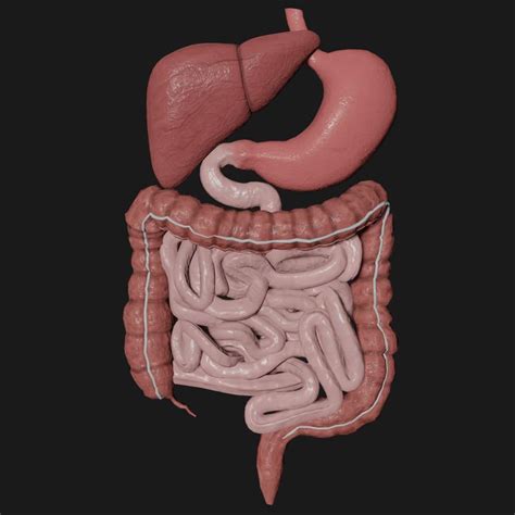 Digestive System Anatomy Model