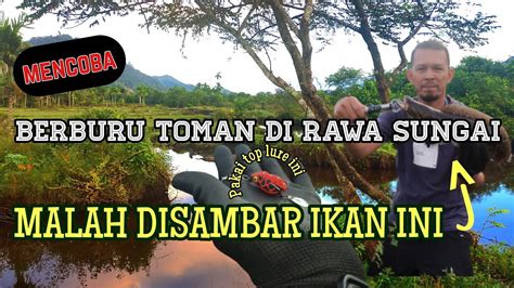 Mancing Ikan Di Rawa Sungai Dan Asyiknya Berburu Ikan Di Alam Liar