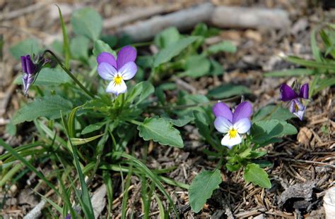 Beautiful Viola Tricolor Whole Flower Beautiful Insanity