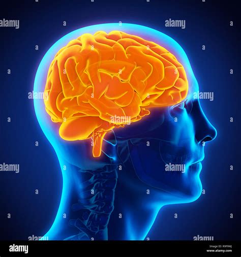 Anatomia Del Cervello Umano Immagini E Fotografie Stock Ad Alta