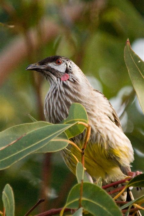 Red Wattle Bird Anthochaera Carnunculata K Langley Flickr