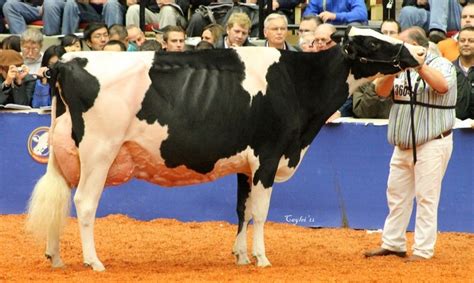 Holstein Cow Rf Goldwyn Haley Grand Champion And Supreme Champion