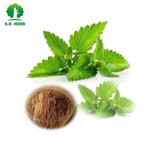 E K Herb Plant Extract Natural Flavonoids Lemon Balm Extract