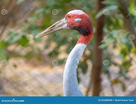 Portrait Of A Sarus Crane Stock Photography | CartoonDealer.com #49296782