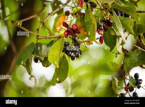 Fruit of Syzygium cumini, commonly known Malabar plum, Java plum, black ...