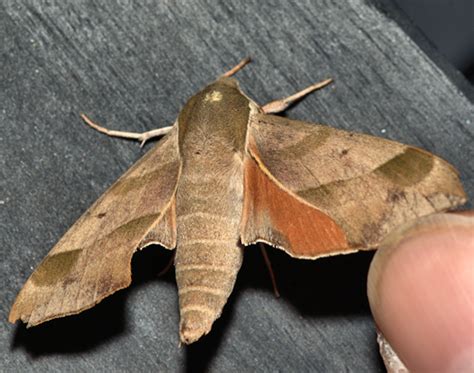 Brown Sphinx Moth With Orange Underwings Darapsa Myron Bugguide Net