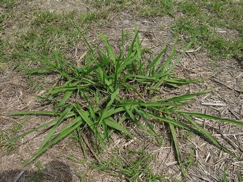 Identifying Common Weeds Sod University Sod Solutions Artofit