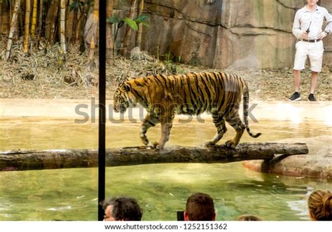 Tiger Island Australia Zoo Australia 17th Stock Photo 1252151362 | Shutterstock