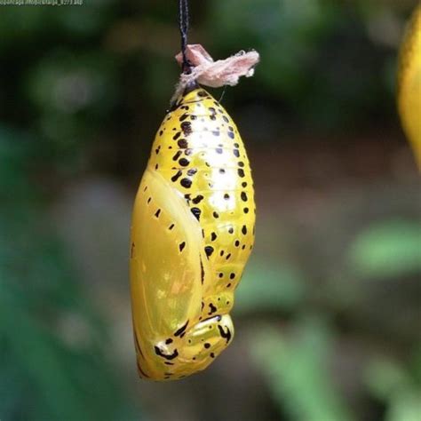 Butterfly Life Cycle Critter Science