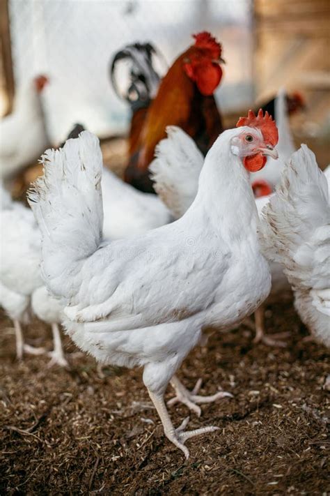 Chicken Broilers Poultry Farm Stock Image Image Of Litter Fowl