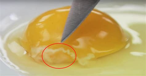 That Weird, White String Inside Your Raw Egg Is Actually a Good Thing ...