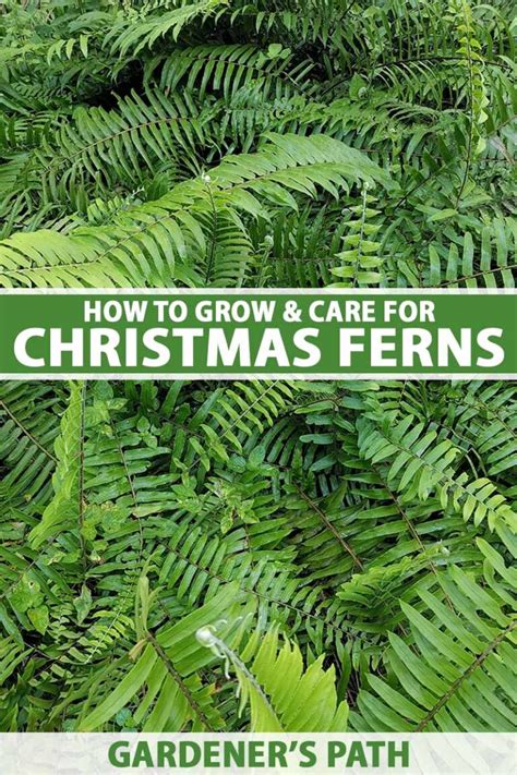 How To Grow And Care For Christmas Ferns Gardeners Path