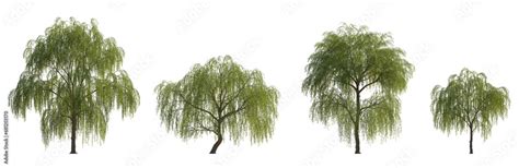 Salix Babylonica Babylon Weeping Willow Silver Willow Set Of Large