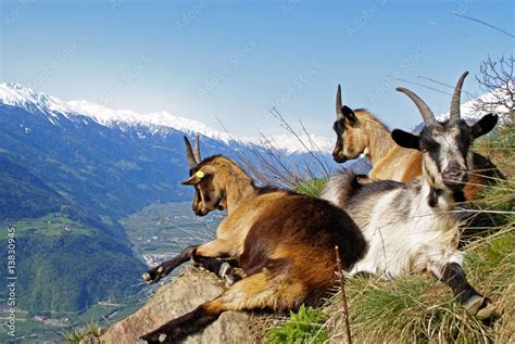 Bergziege Südtirol 2 Stock Foto Adobe Stock