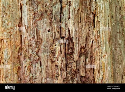 A Dead Tree Still Standing With No Bark With The Core Rotting Showing