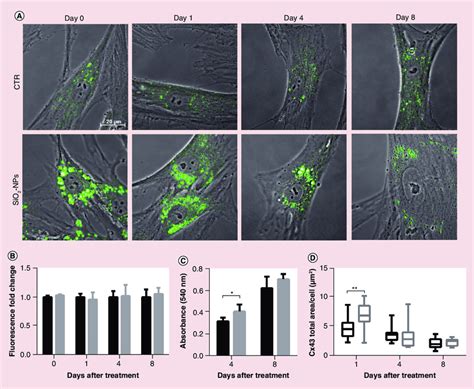 Time Course Metabolism And Phenotype Analysis Of Silica Nanoparticles