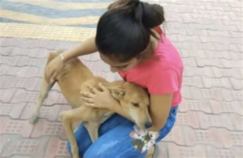 La Maman Chienne Demande De L’aide Pour Nourrir Ses Chiots