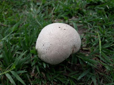 White mushroom in garden stock photo. Image of garden - 155236524