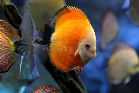 Discus Fish Or Symphysodon Stock Photo Image Of Aqua