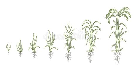 Rice Growth Stages Sketch. Oryza Sativa Animation Progress. Plant ...